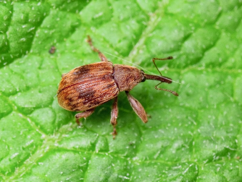 Anthonomus rectirostris (Linnaeus, 1758)